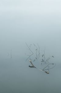 Full frame shot of birds flying in sky