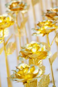 Close-up of yellow flowering plant