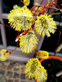 Close-up of yellow flowering plant