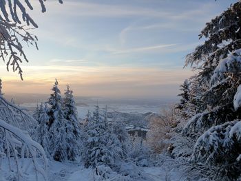 Snow covered plants against sky during sunset