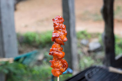 Close-up of red berries on barbecue grill