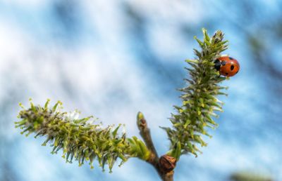 Close-up of ladybug on plant