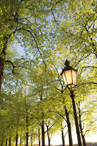 Low angle view of street light against trees