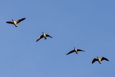 Low angle view of birds flying in sky