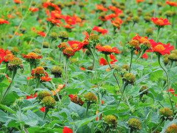 Close-up of red flowering plants on field