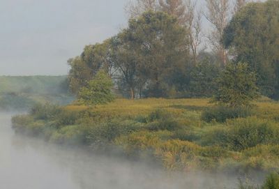 Scenic view of trees on landscape against sky