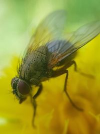 Close-up of fly on leaf