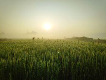 Scenic view of agricultural field against sky