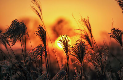 Close-up of plants on field against orange sky