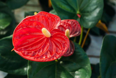 Gardening, planting and flora concept - close up of plant red anthurium in pots at greenhouse