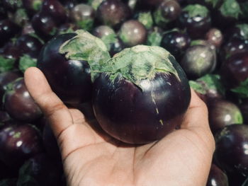 Close-up of hand holding fruit