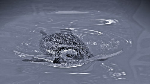 High angle view of turtle swimming in lake