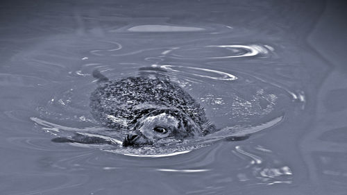 Swimming seal monochrome