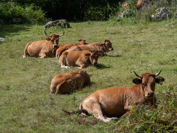 Sheep in a field