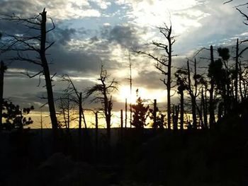 Silhouette of trees at sunset