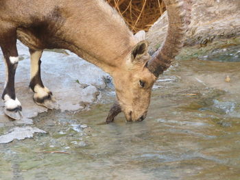 Close-up of mammal drinking water in lake