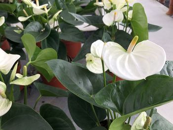 Close-up of white flowering plants