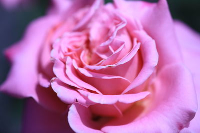 Close-up of pink rose flower