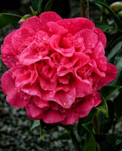 Close-up of pink rose