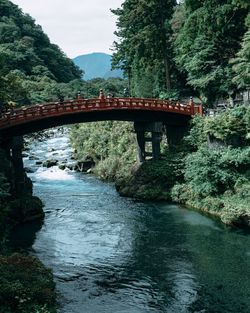 Bridge over river amidst trees in forest