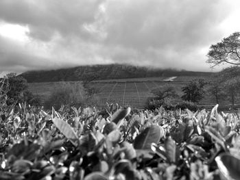 Scenic view of field against sky