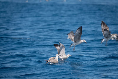 Seagulls flying over sea