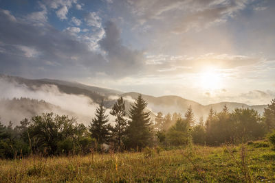 Fog in the forest at bulgaria.