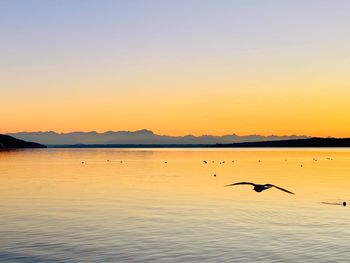 Silhouette birds flying over lake against sky during sunset
