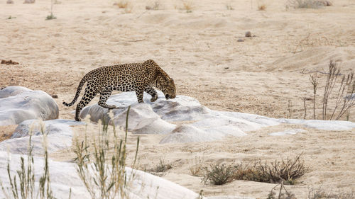 View of a cat on land