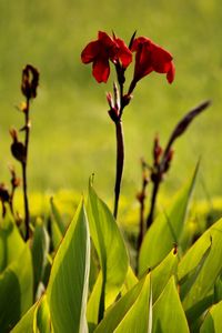 Close-up of red flowering plant