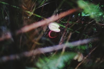 Close-up of shell on grass