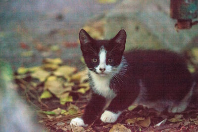 Portrait of kitten on carpet