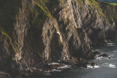 View of trees growing by sea