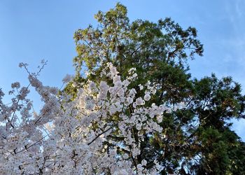 Low angle view of cherry blossoms against sky