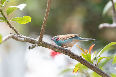 Male red cheeked cordon bleu bird uraeginthus bengalus is a tiny bird that comes from africa