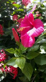 Close-up of pink flowers