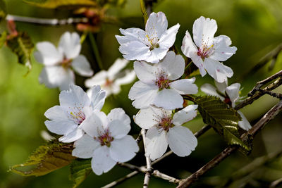 Close-up of white flowers blooming