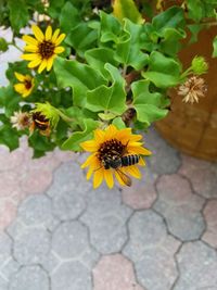 Close-up of sunflower