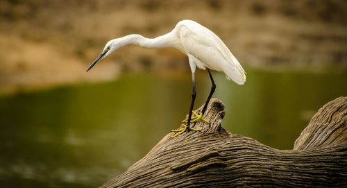 Close-up of bird perching by pond on wood