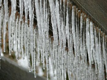 Close-up of icicles