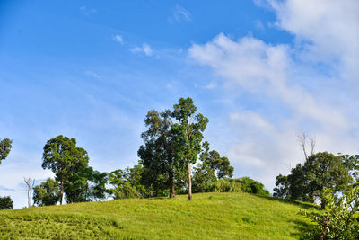 Low angle view of trees on field against sky