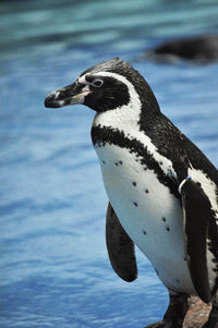 Close-up of bird