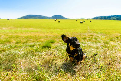 Dog in a field