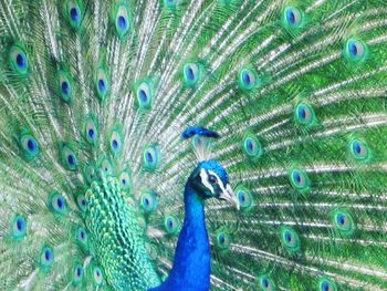 Close-up of peacock