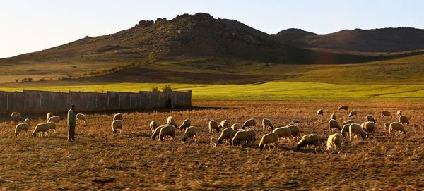 Sheep on landscape against sky