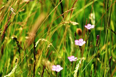 Close-up of pink flowering plant on field