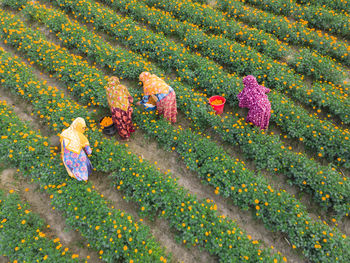 Farmers collect marigold flowers in godkhali union of jessore, bangladesh