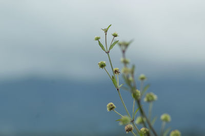 Close-up of flowering plant