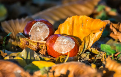 Close-up of food