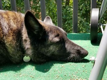 Close-up of a dog lying down